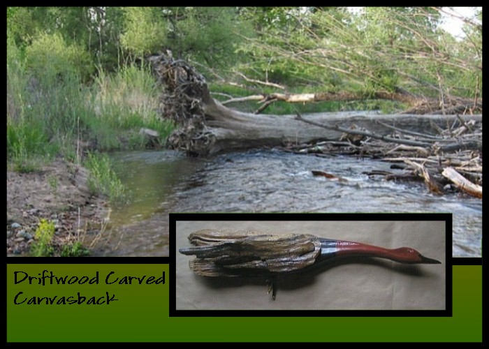 Wildlife Intentions: Canvasback