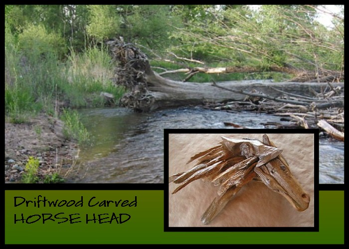 Wildlife Intentions: Horse