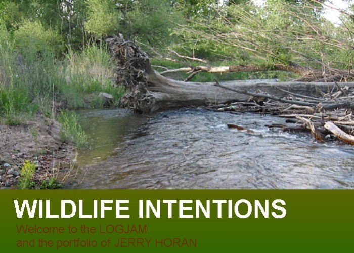 Wildlife Intentions